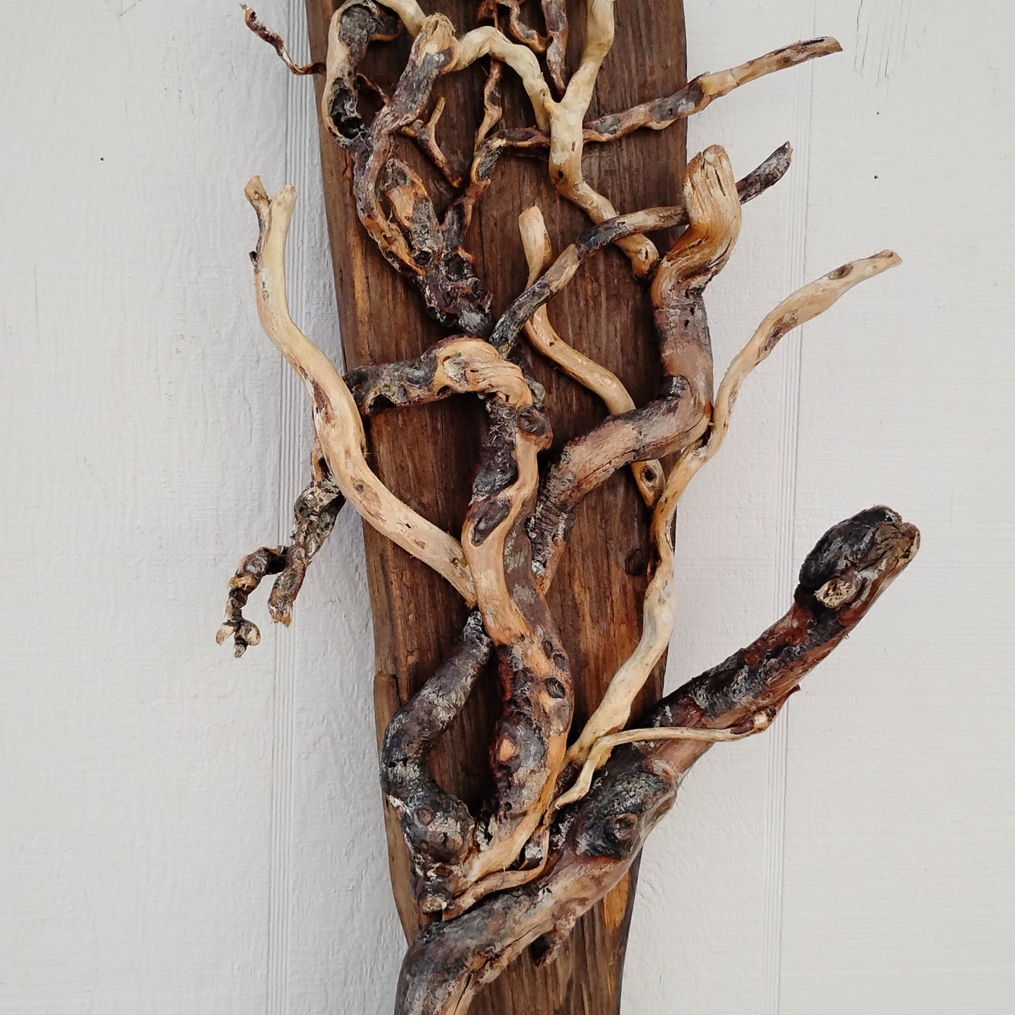 Driftwood Tree Wall Art Beach Inspired Rustic Room Decor