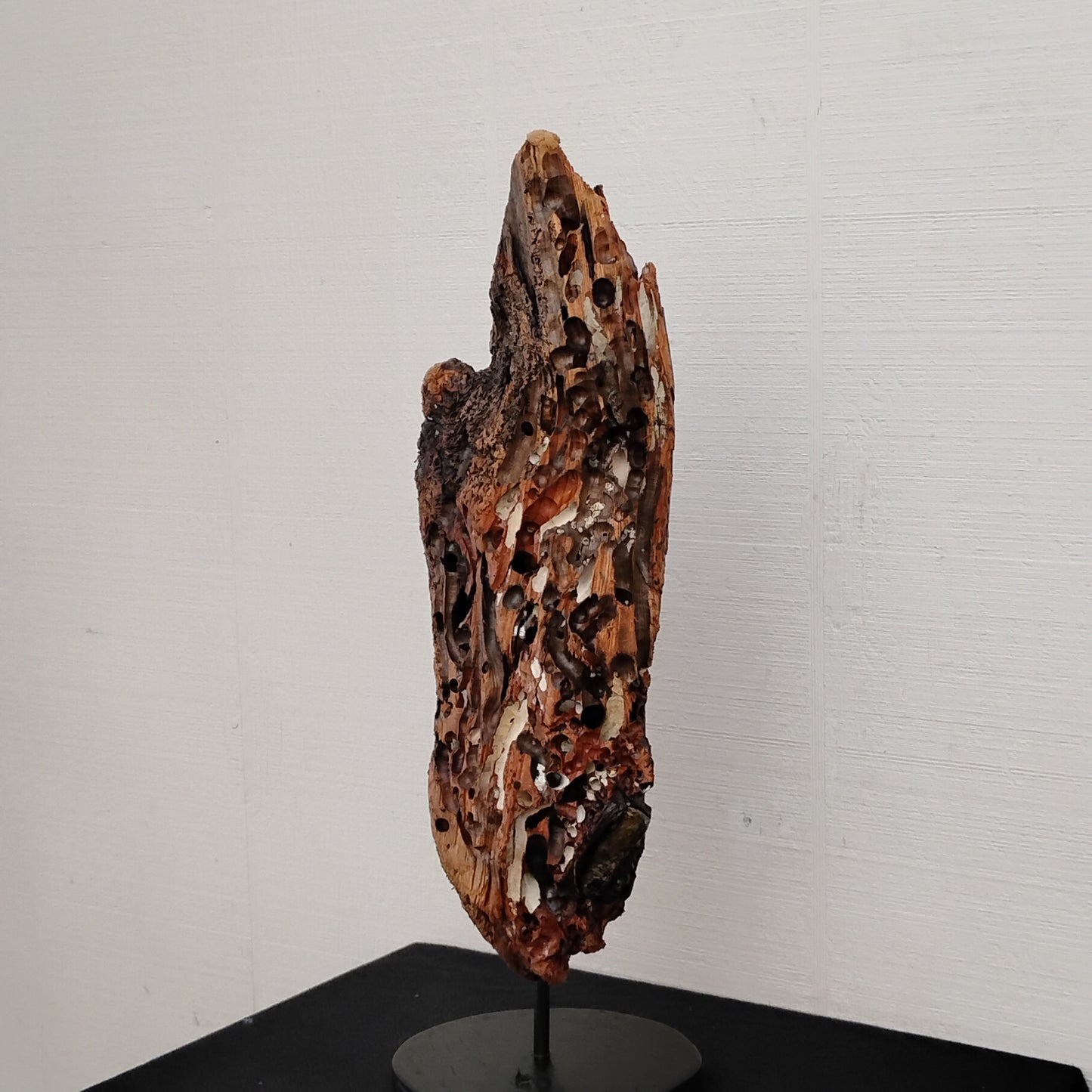 Worm Hole Driftwood Sculpture Very Rare & Unique
