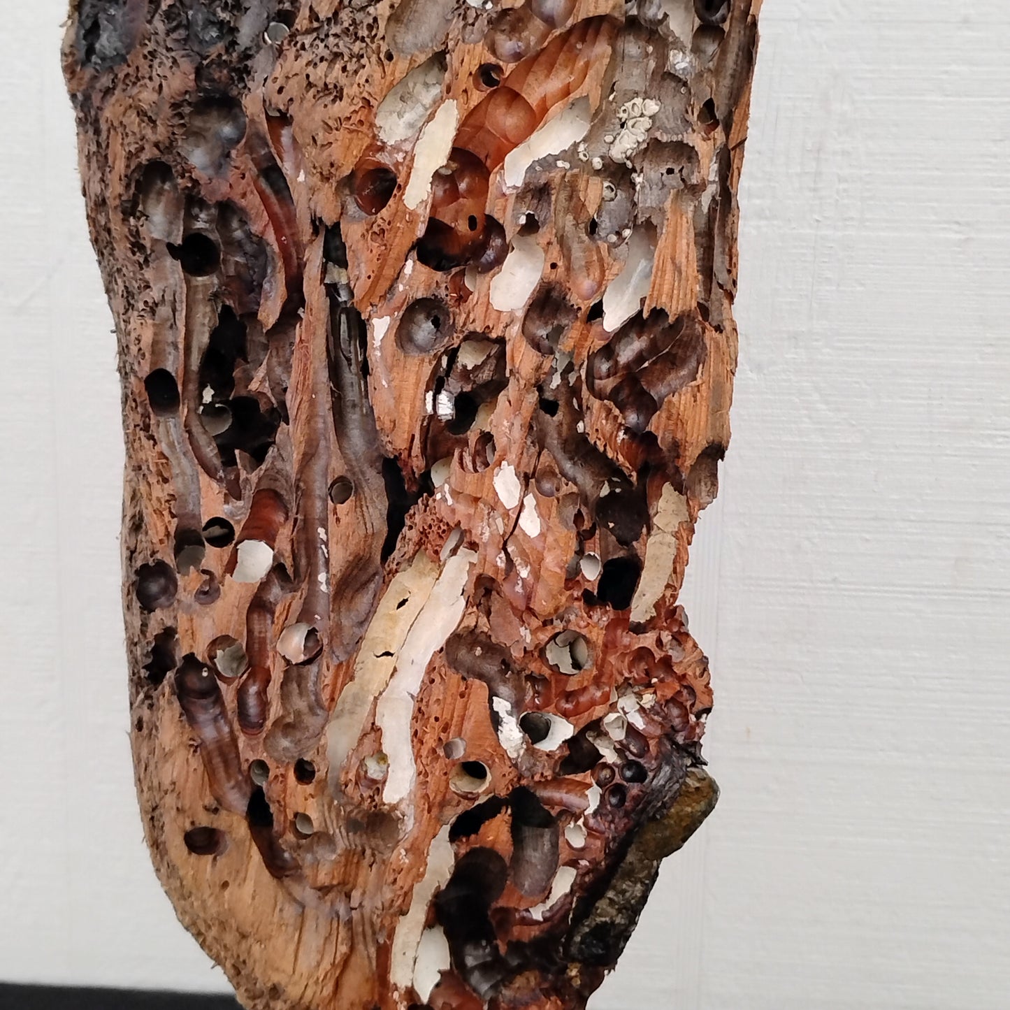 Worm Hole Driftwood Sculpture Very Rare & Unique