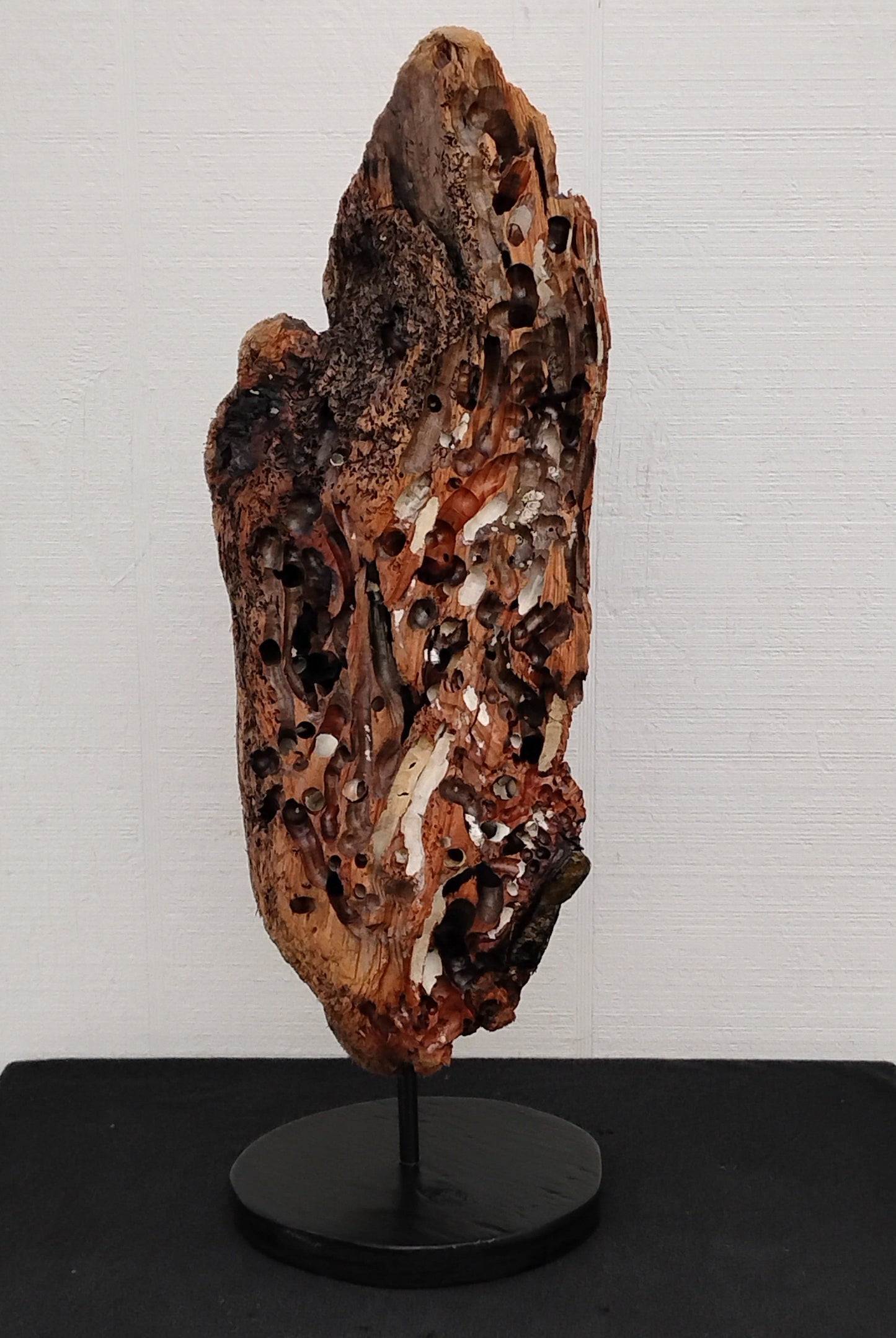 Worm Hole Driftwood Sculpture Very Rare & Unique