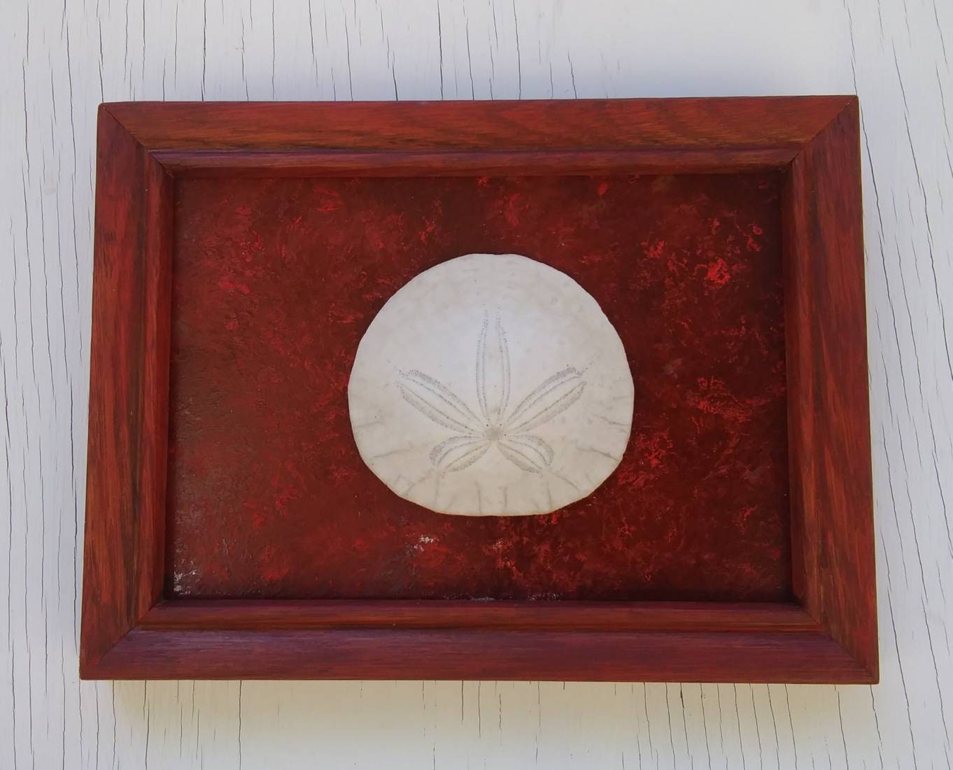 5X7 Beach Decor Frame With Real Sand Dollar