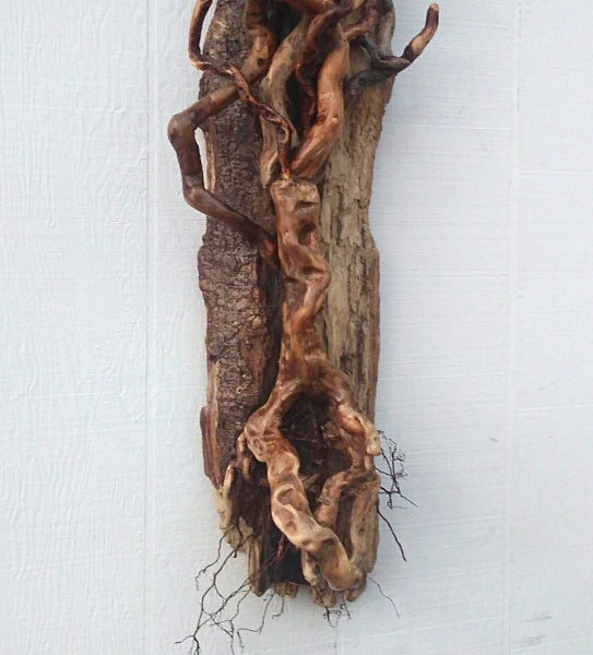 Large Leafless Driftwood Tree Wall Hanging