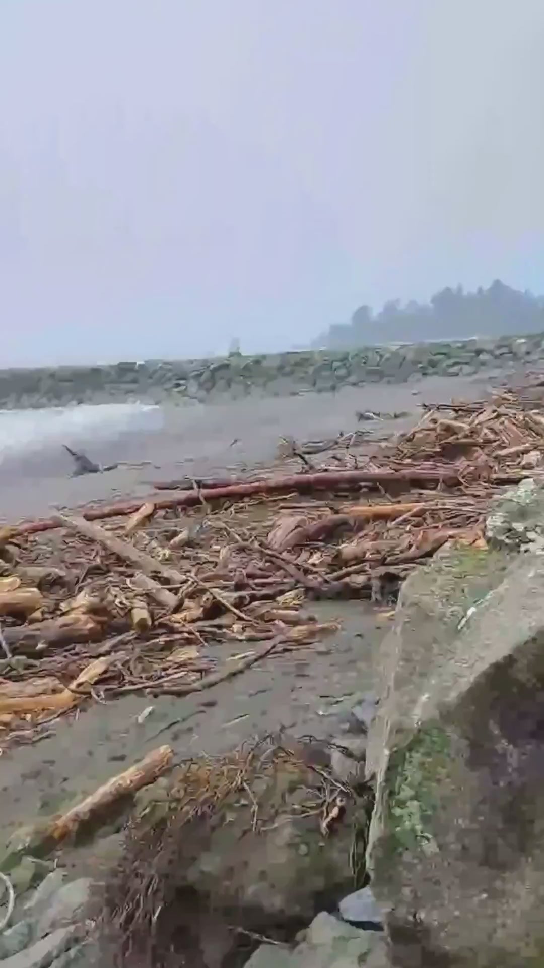 Load video: Oregon beach where I gather driftwood