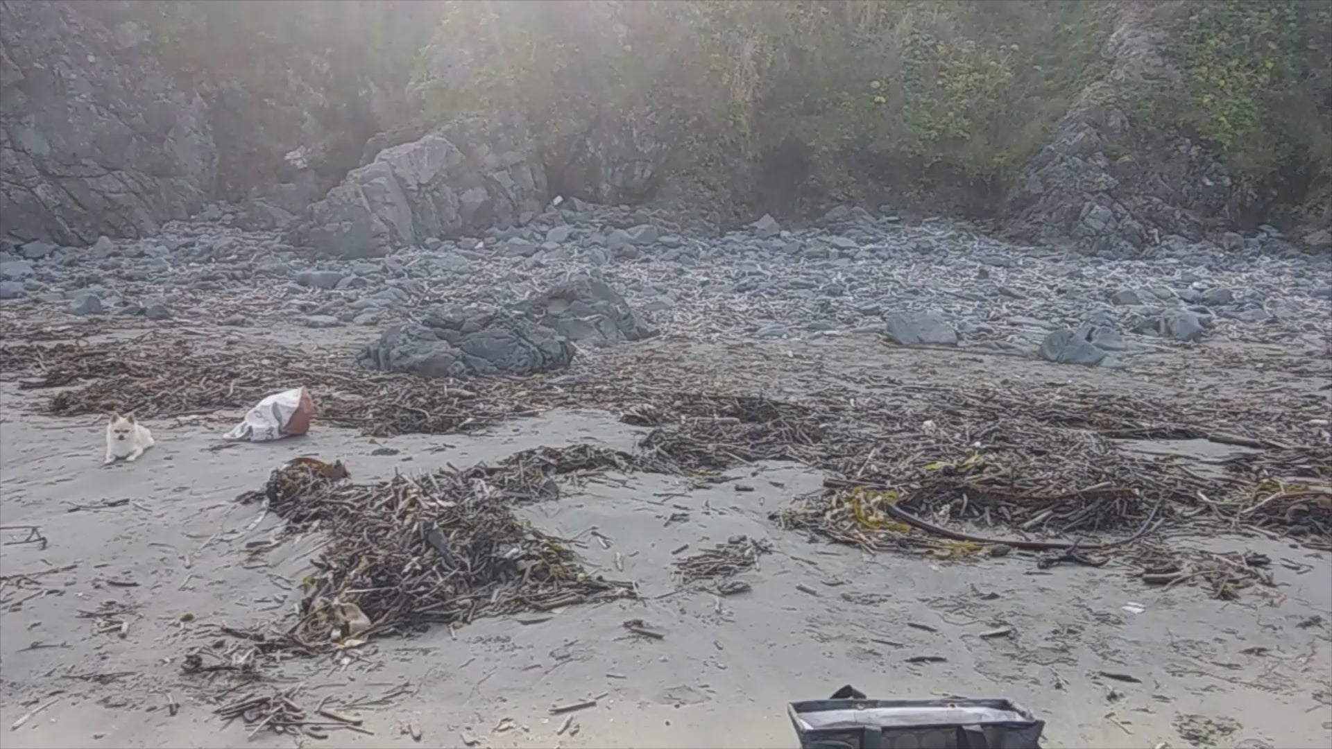 Load video: Favorite beach to gather driftwood