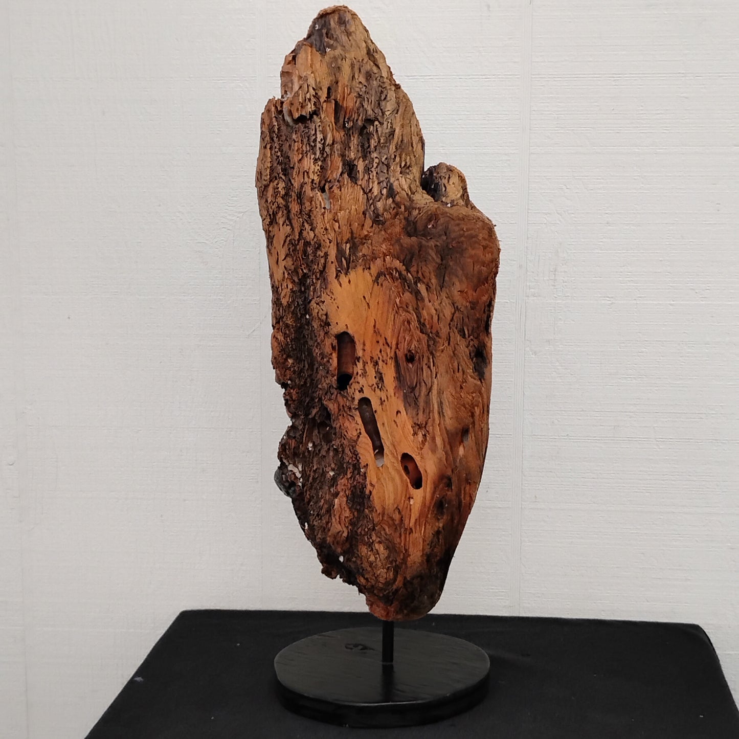 Worm Hole Driftwood Sculpture Very Rare & Unique