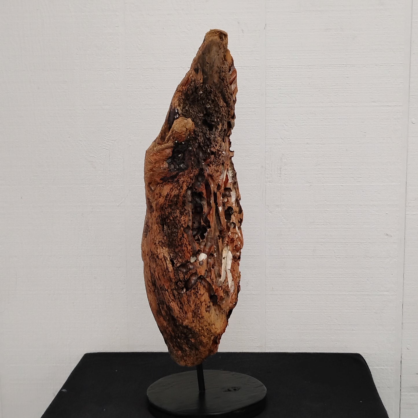 Worm Hole Driftwood Sculpture Very Rare & Unique