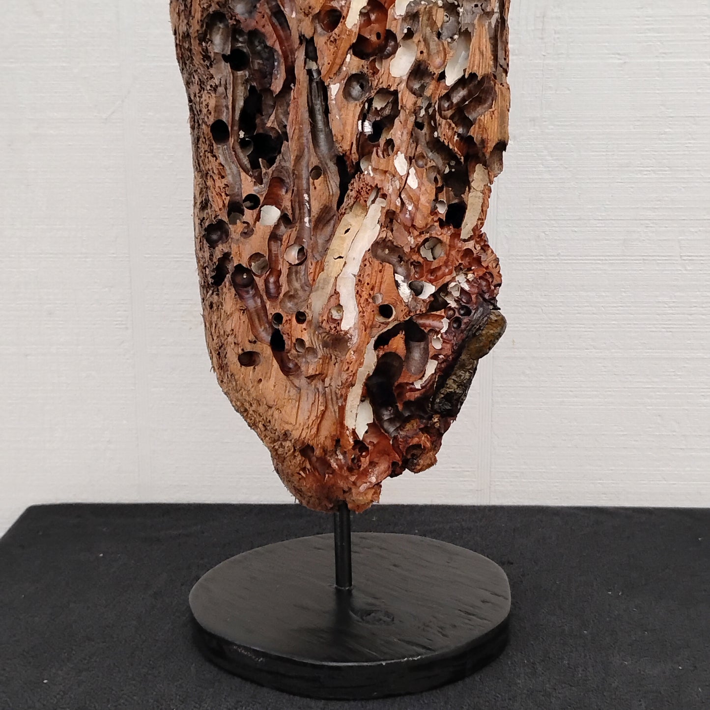 Worm Hole Driftwood Sculpture Very Rare & Unique