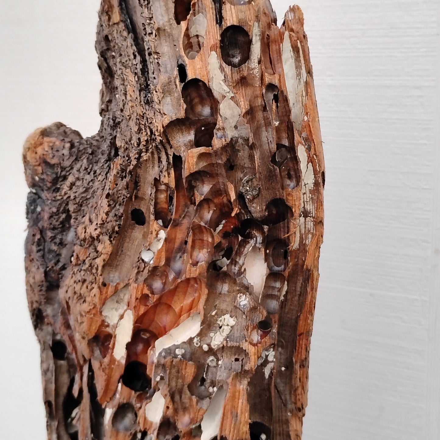 Worm Hole Driftwood Sculpture Very Rare & Unique