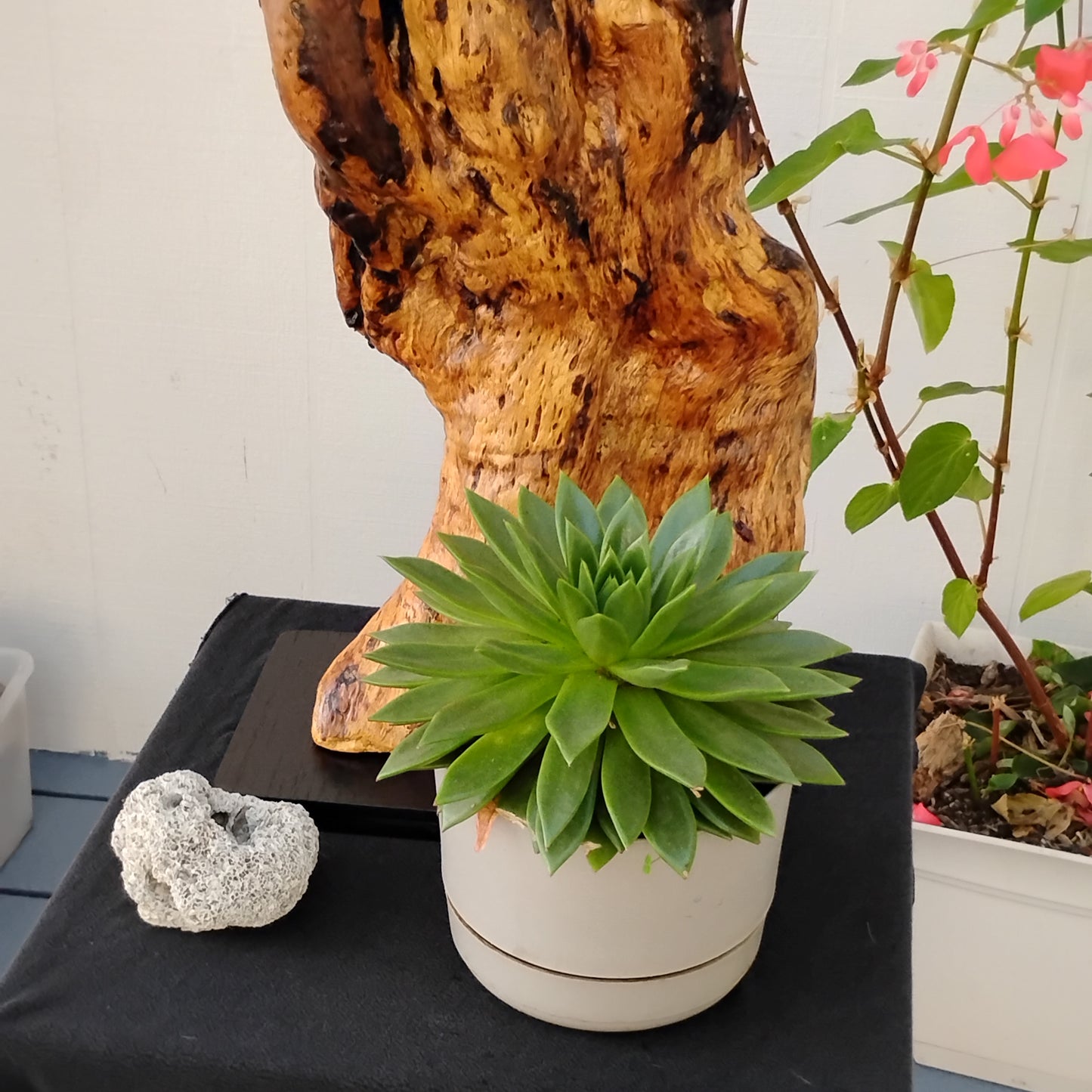 Large Driftwood Art Floor Sculpture Handcrafted in Oregon