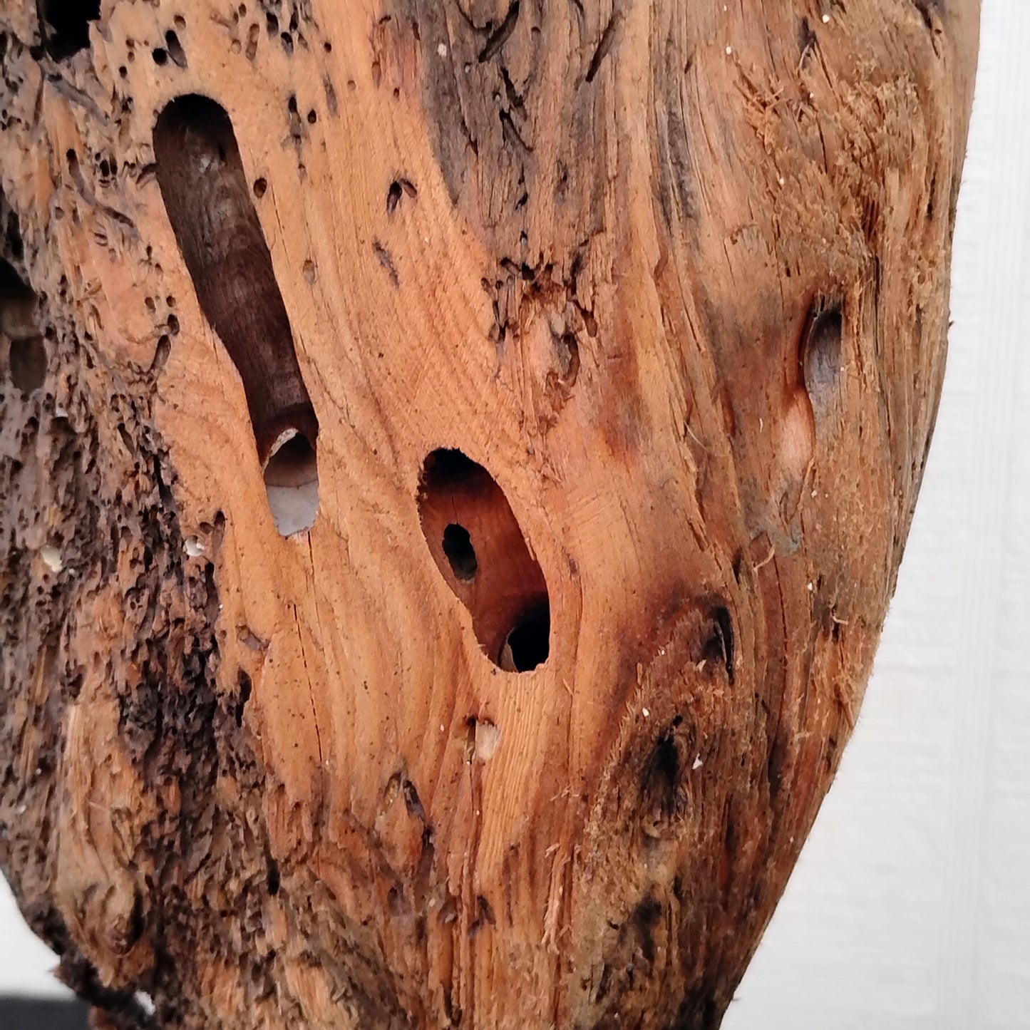 Worm Hole Driftwood Sculpture Very Rare & Unique