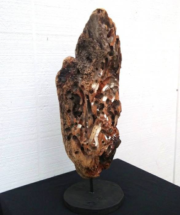 Worm Hole Driftwood Sculpture Very Rare & Unique