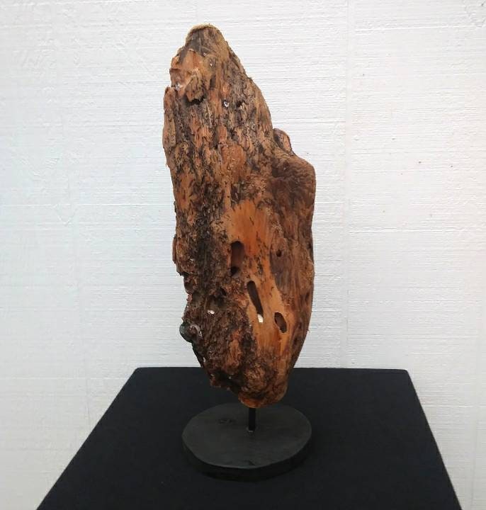 Worm Hole Driftwood Sculpture Very Rare & Unique